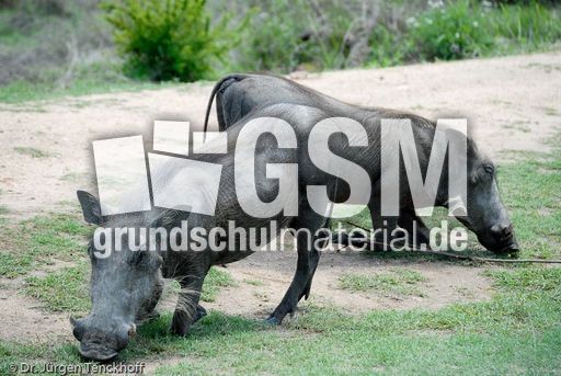 Warzenschwein (6 von 26).jpg